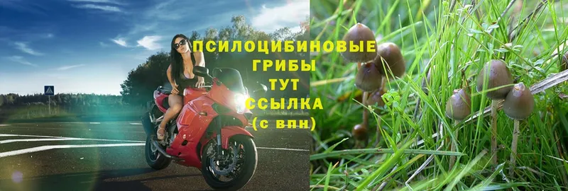 купить наркотики цена  Белая Калитва  Галлюциногенные грибы Psilocybe 